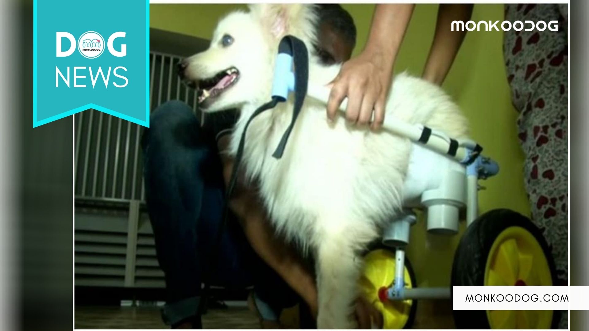 TamilNadu Dog Gets His Owner Design Wheelchair Specially For Him