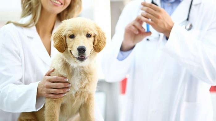Visit Your Vet