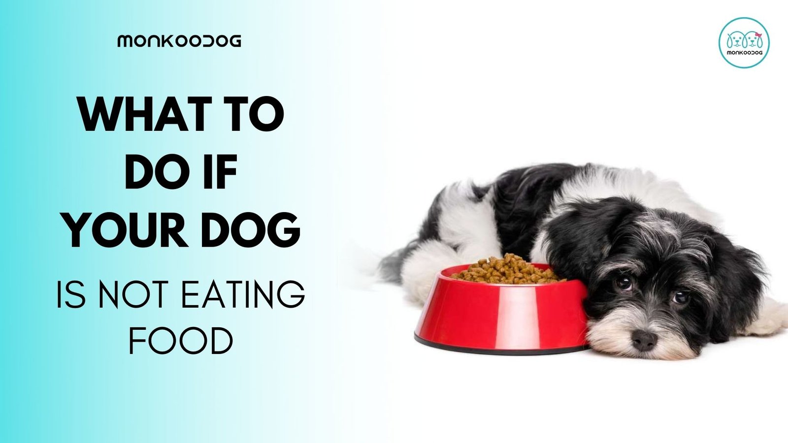 What To Do If Your Dog Is Not Eating Food