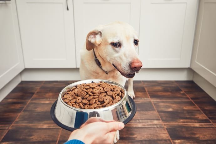 dog-wont-eat-food-from-a-bowl