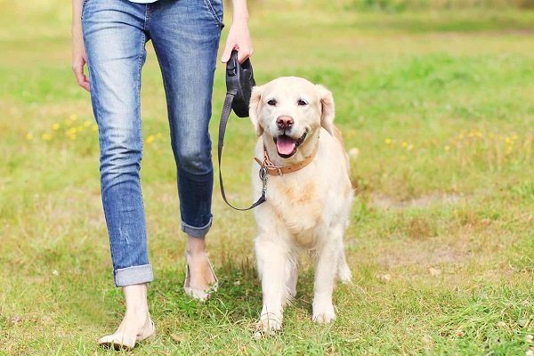 why-is-my-dog-pain-when-walking