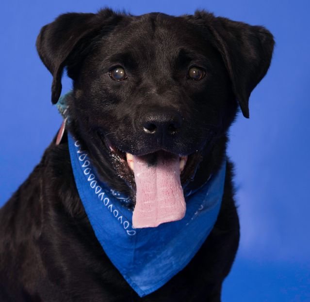 A senior dark Labrador