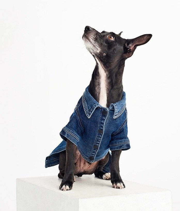 Dog Denim Jacket