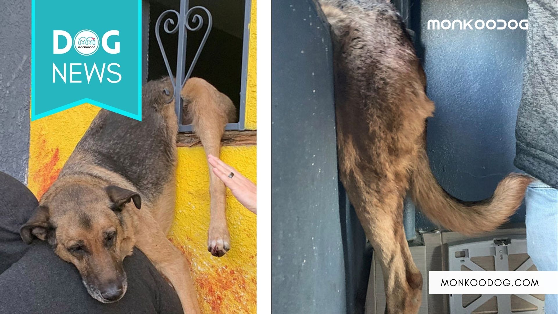 German Shepherd Got Saved From The Frame Window After Hanging for Hours.