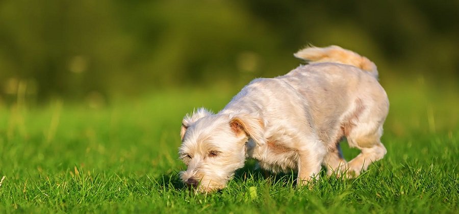 can dogs smell poison science