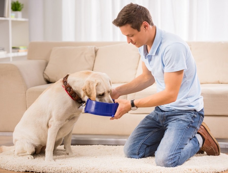 pets feeding dog