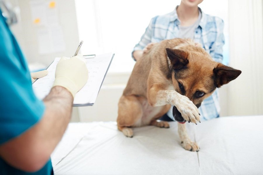 why do some dogs misbehave at vet