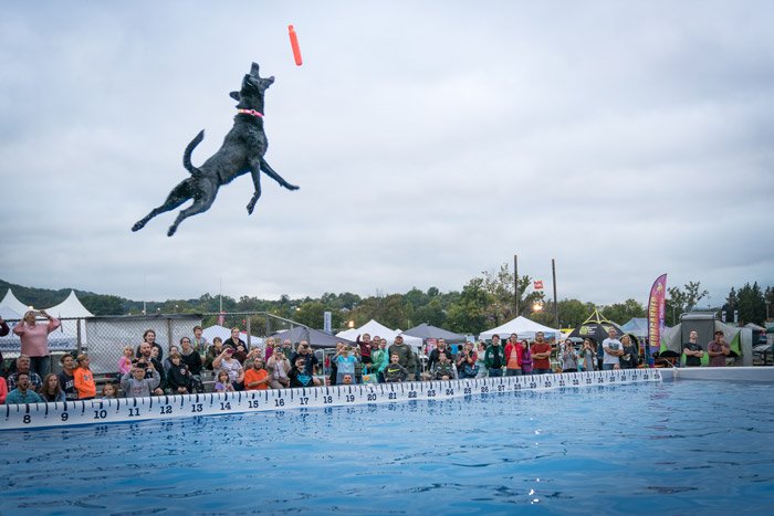 Dock Diving