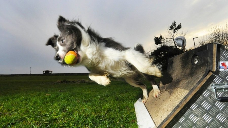 Flyball