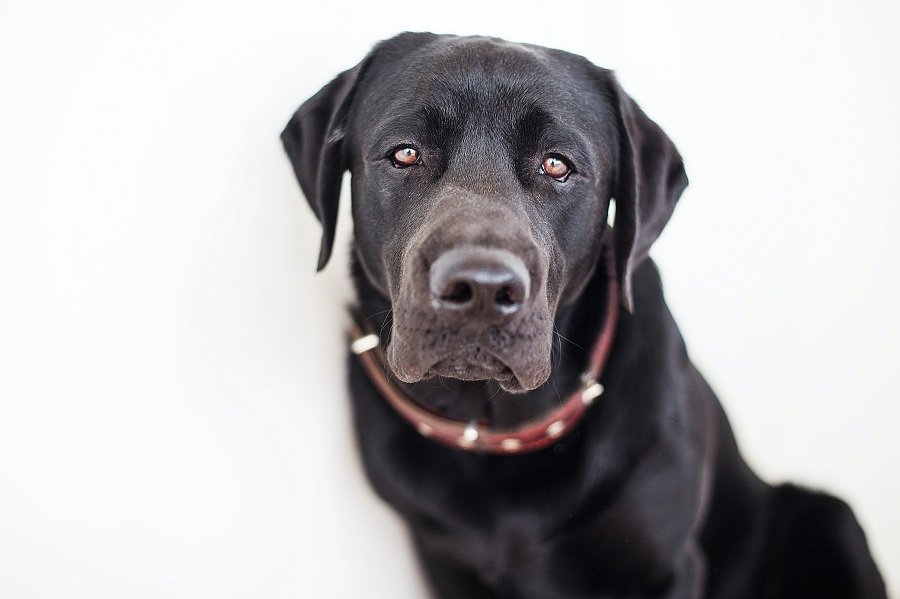 Labrador puppy aged above 15 months