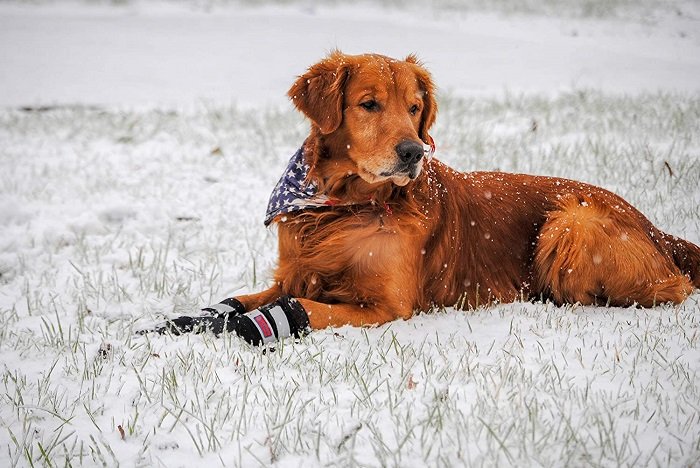 Neoprene Paw Protector Dog Boots