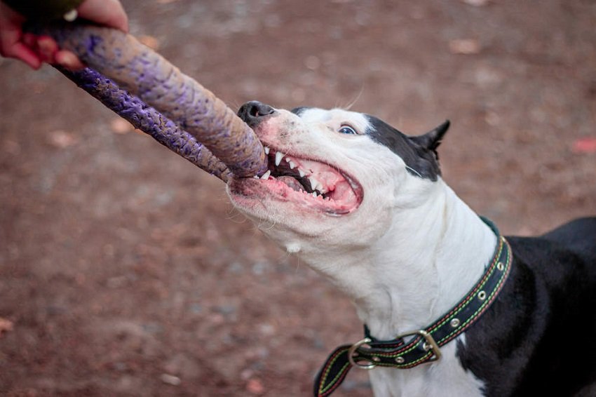 Pit Bulls have locking jaws