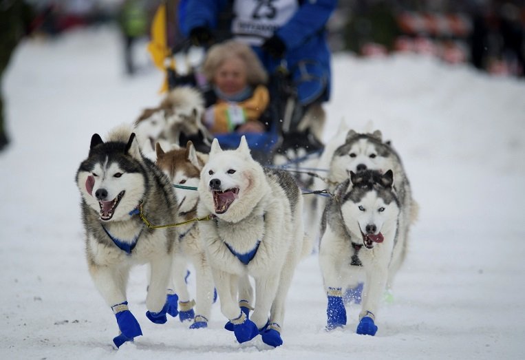 Sled Dog Racing