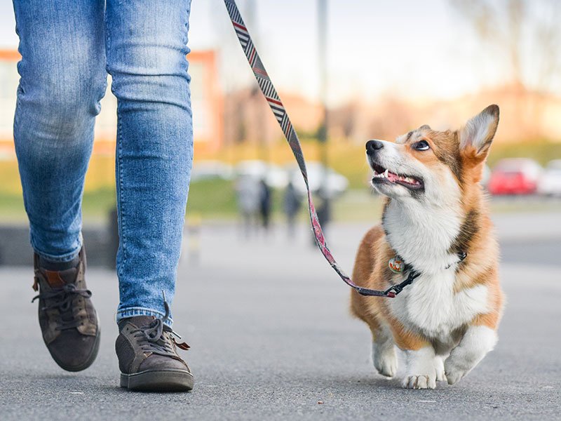 Take them on Walk-Dates