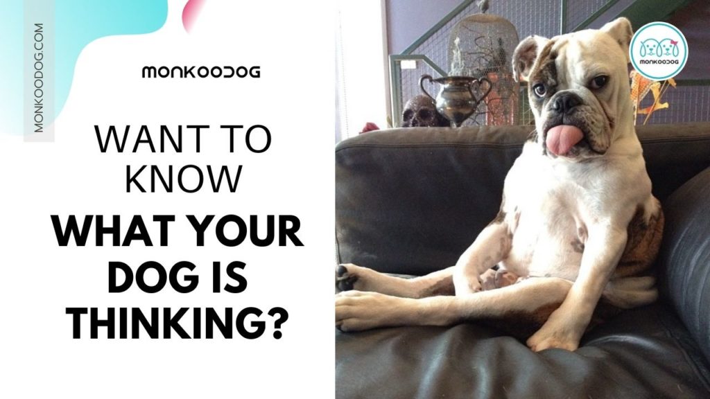 Wondering what your dog is thinking