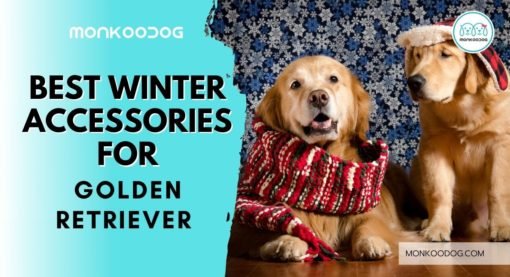 Best Winter Dog Accessories for Golden Retriever