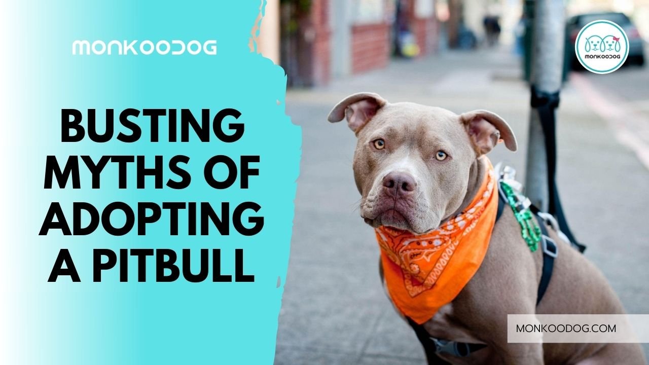 busting myths of adopting a pitbull