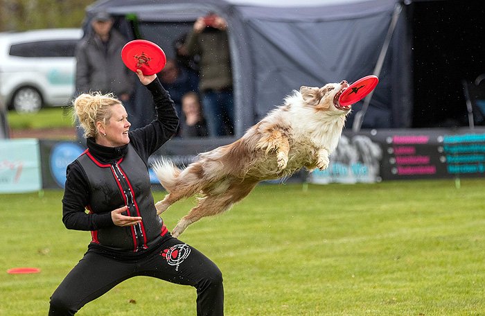 disc dog