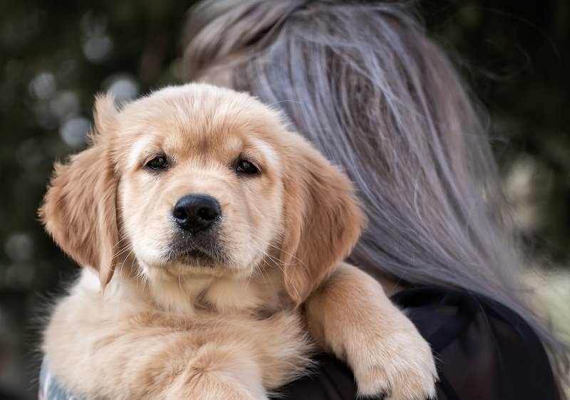 Best dog breeds deals for scorpio