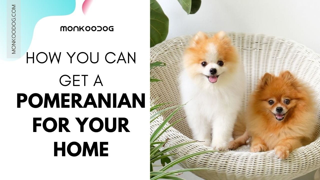 How You Can Get A Pomeranian For Your Home