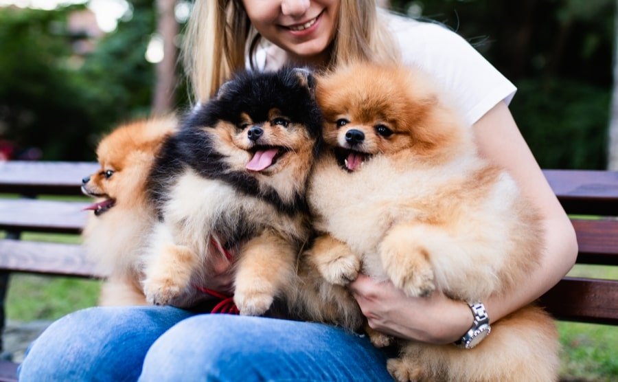 Make Sure Pomeranians Are The Best Choice For You