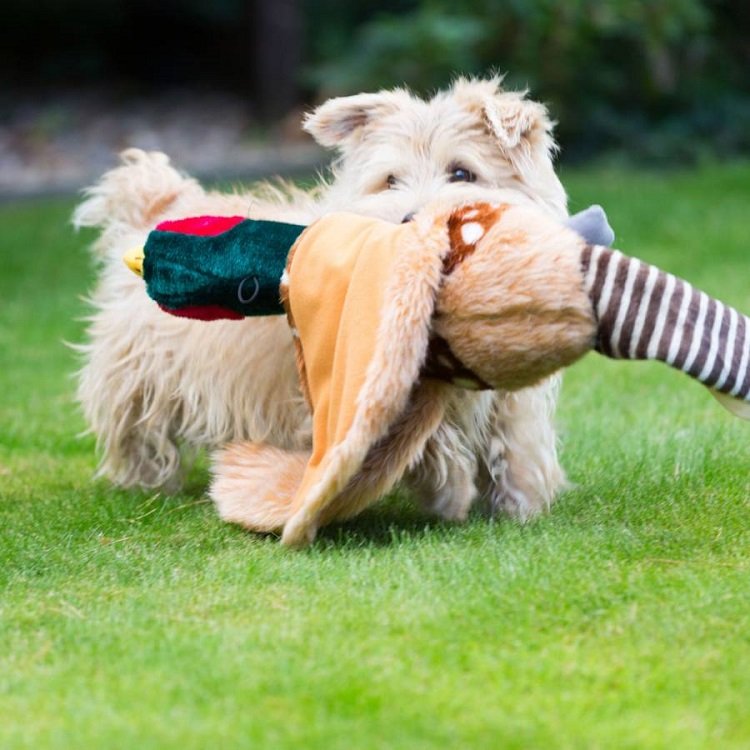 Plush Pheasant Dog Toy