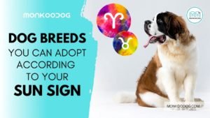 Dog breed you should adopt, based on your zodiac sign - Monkoodog