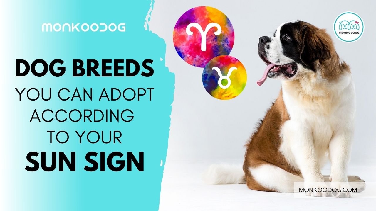 The dog breed you should adopt according to your zodiac signThe dog breed you should adopt according to your zodiac sign