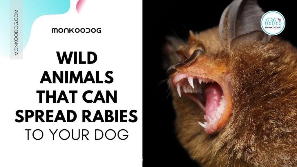 Rabies in Dogs Wild Animals That Can Spread Rabies to Your Dog