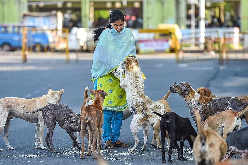 aparna-pic-dog-feeding