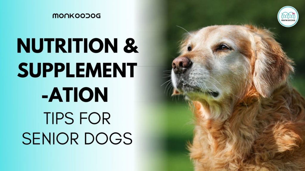 3 nutrition and supplementation Tips for Senior Dogs