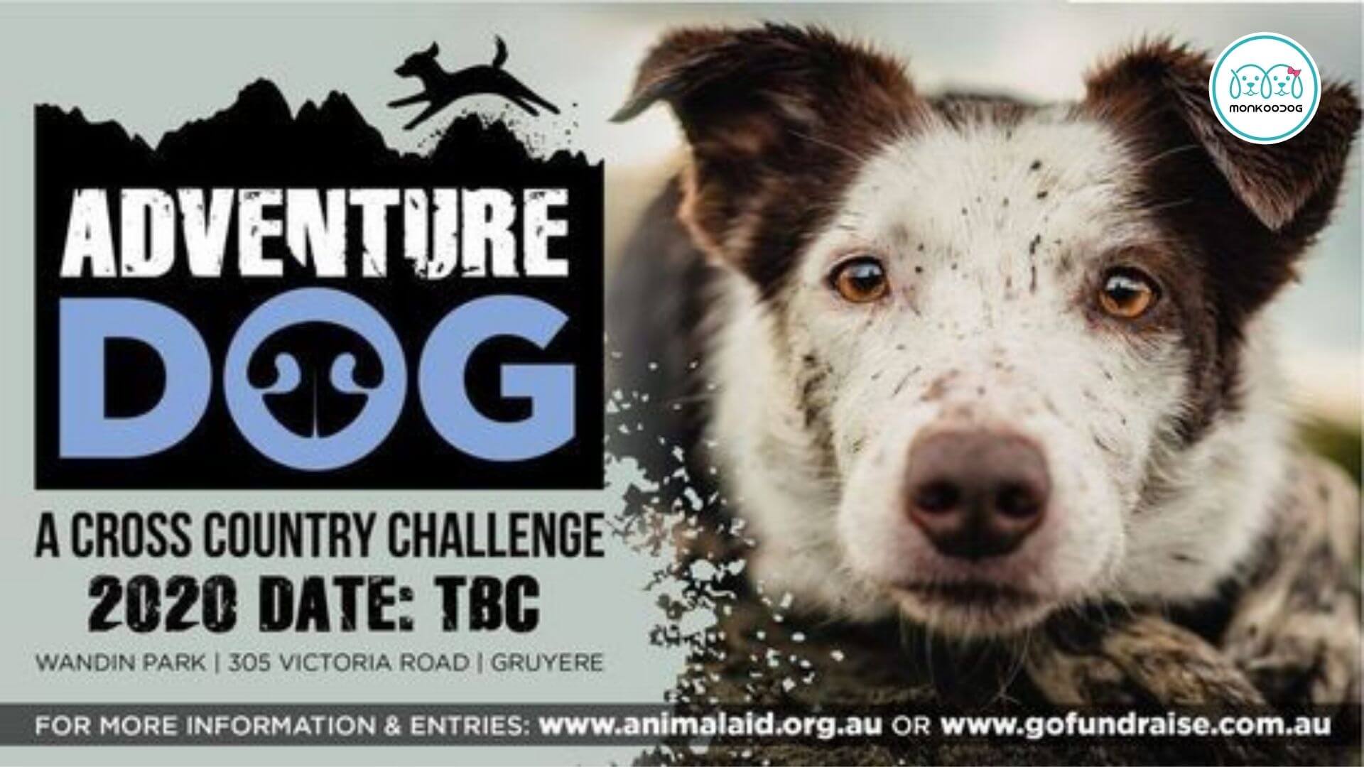 Adventure Dog 2021- The Cross Country Challenge - Monkoodog