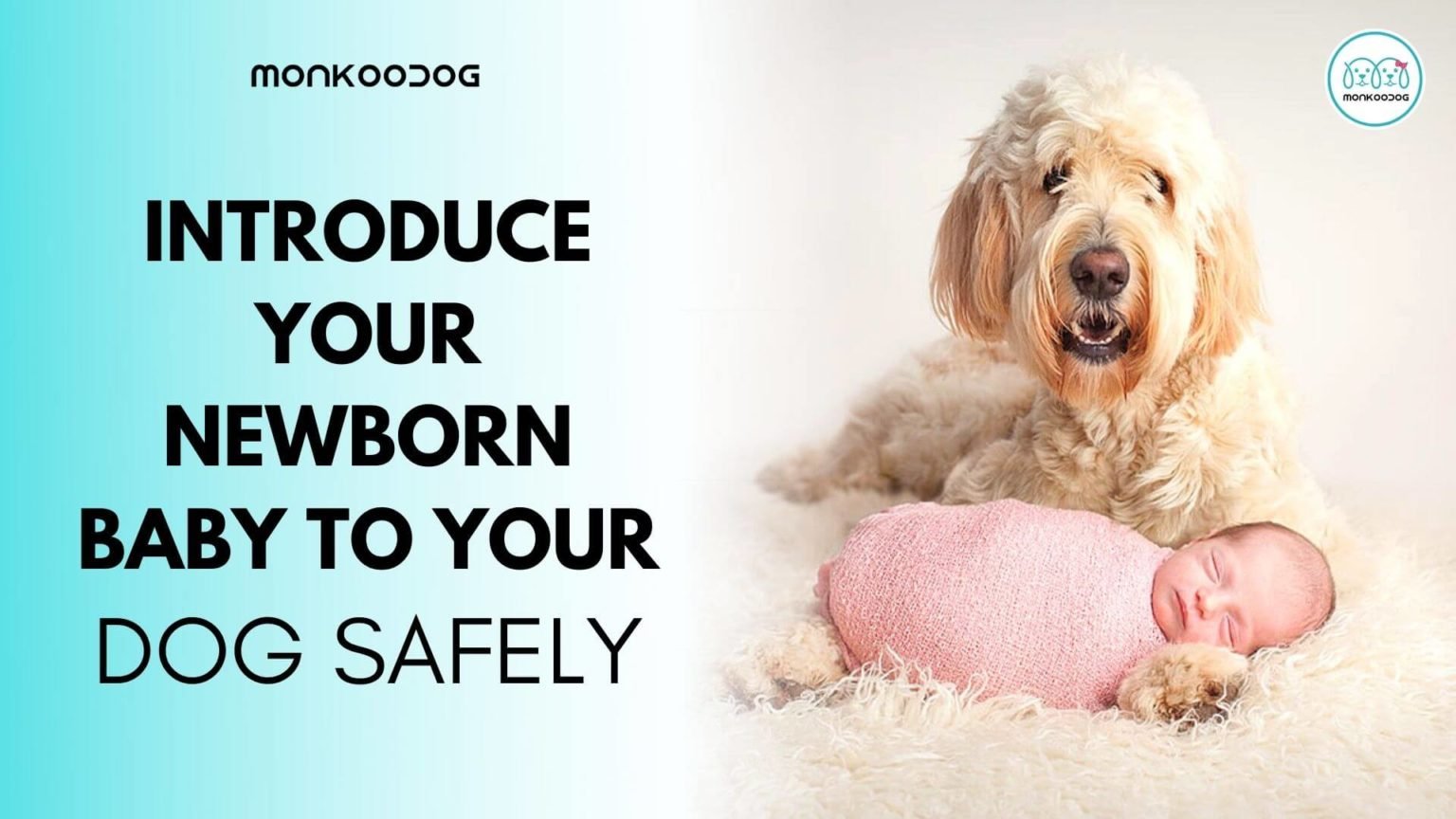 How To Introduce Your Dog To Your Newborn Baby Monkoodog