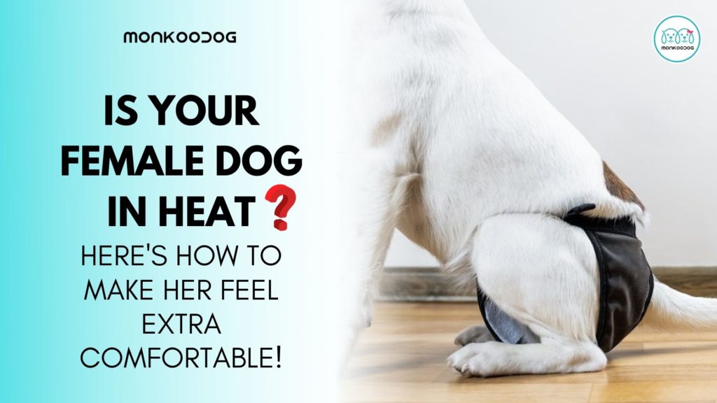 How To Take Care Of Your Dog In Heat