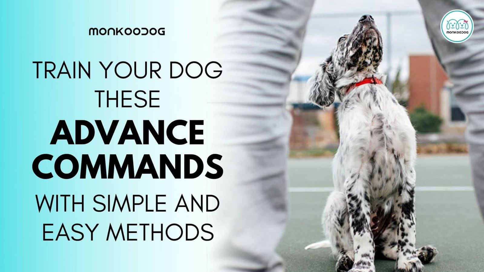 How To Teach Your Dog Advanced Training