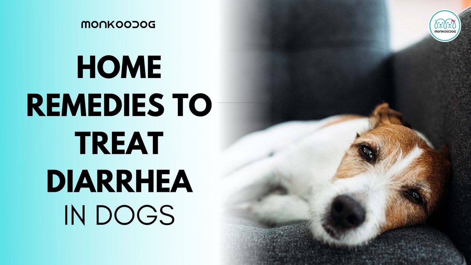 what stops dogs diarrhea