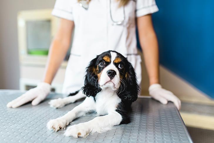 cavalier-king-charles-spaniel-nervous-expression-at-vet