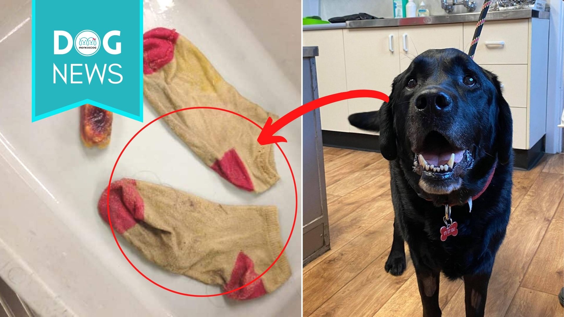 Horrifying Articles Found In Pet Labrador’s Stomach After He Refuses To Eat