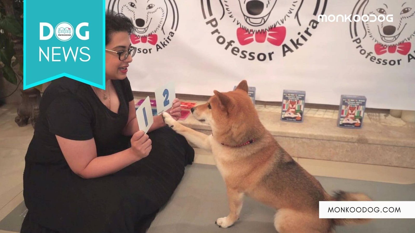 Meet akira smartest dog who can solve elementary math problems
