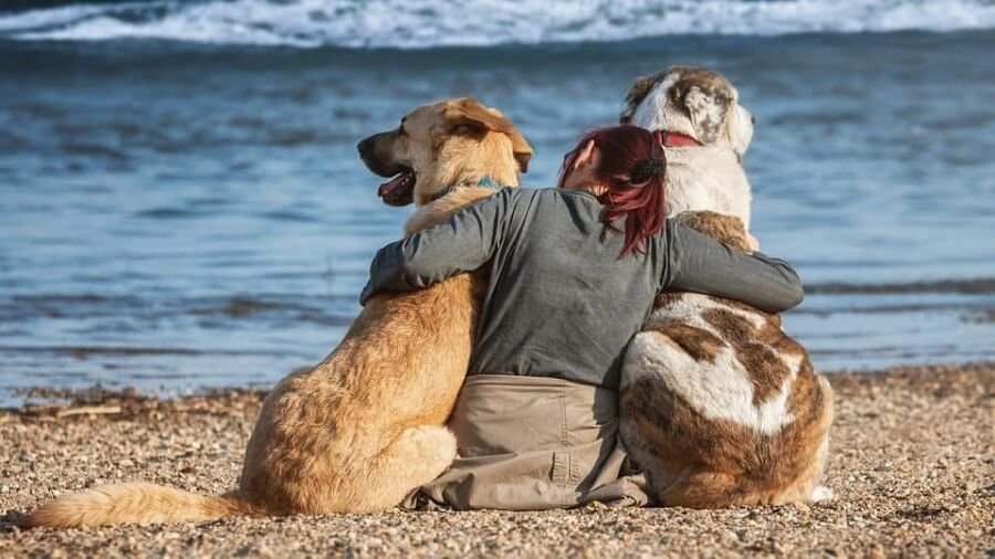 Montrose Dog Beach