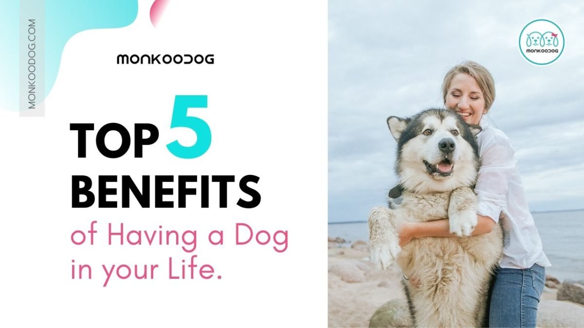 Top 5 Benefits of Owning a Dog in your life Monkoodog
