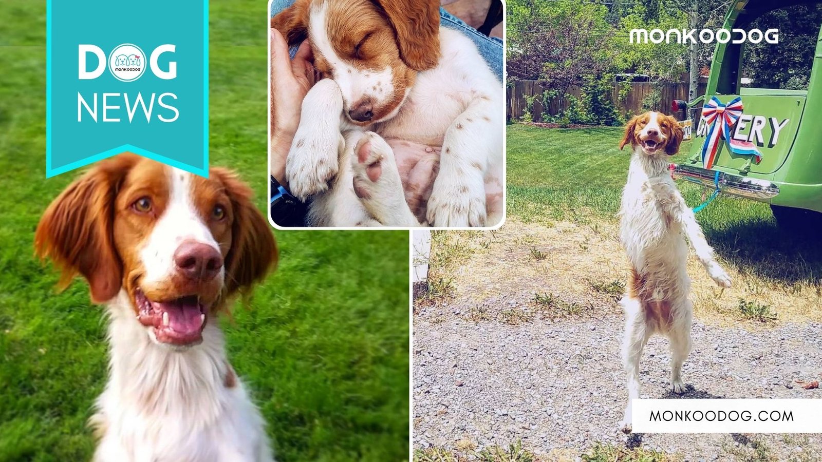 Tripod Dog Dexter walks on two legs like a human being Monkoodog