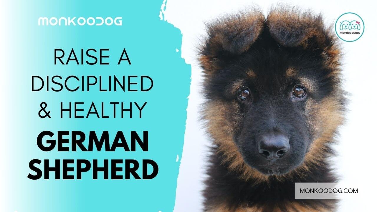 everything you need to know about how to raise a disciplined and responsible german shepherd