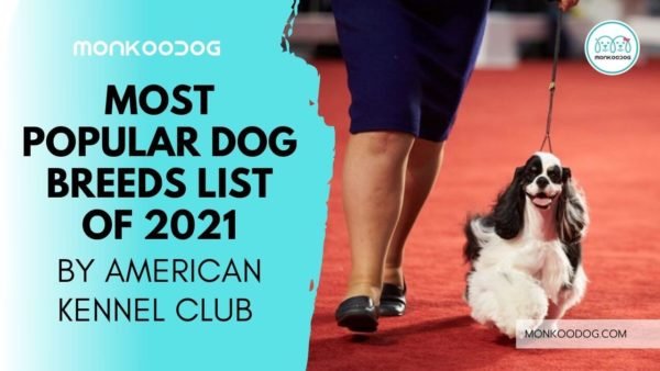 MOST POPULAR DOG BREEDS AMERICAN KENNEL CLUB visual data 4