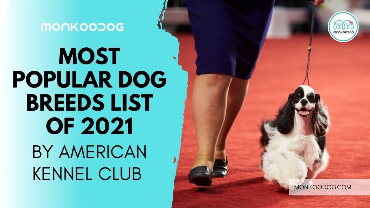 American Kennel Club Reveals Most Popular Dog Breeds | Monkoodog