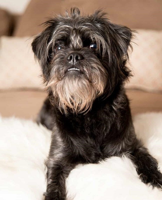 Affenpinscher Low shedding dog breeds