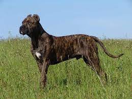 Alano Espanol Dog Breed