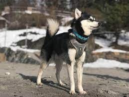 Alaskan Klee Kai Dog Breed Guide