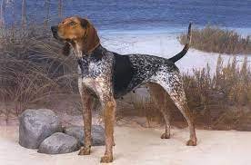 American English Coonhound Dog Breed