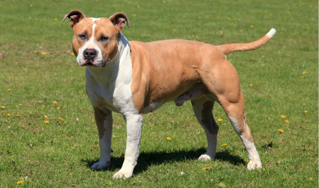 american staffordshire terrier shedding a lot